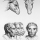 Illustration for article titled Baroque-Era Drawings Reveal Early Ideas About Evolution